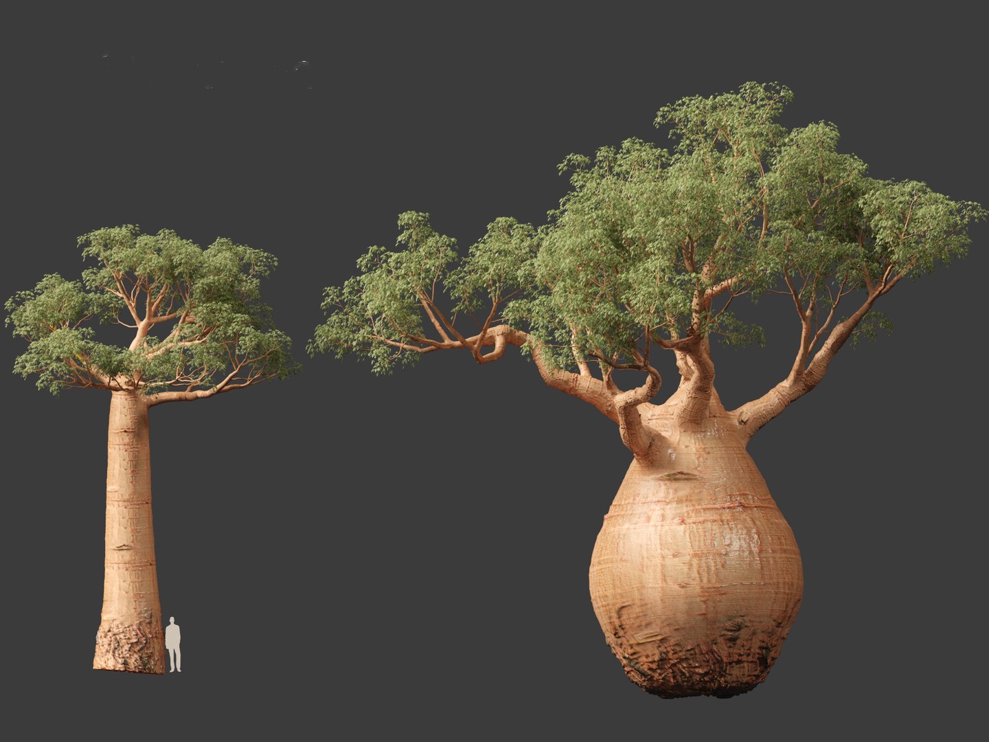 3D Adansonia digitata - Baobab 01-04 model https://p.turbosquid.com/ts-thumb/DA/itrwTy/MQ/adansoniadigitata038/jpg/1699024792/1920x1080/fit_q87/e917c58bcdd0cde8dfaa369aa95ee3d137f7cf53/adansoniadigitata038.jpg