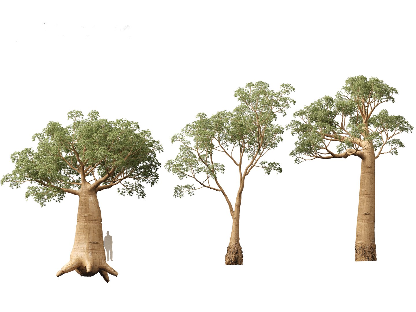 3D Adansonia digitata - Baobab 01-04 model https://p.turbosquid.com/ts-thumb/DA/itrwTy/Mv/adansoniadigitata043/jpg/1699024813/1920x1080/fit_q87/c3de10b6c02b1eaff73b9956f756869b8e560bf6/adansoniadigitata043.jpg