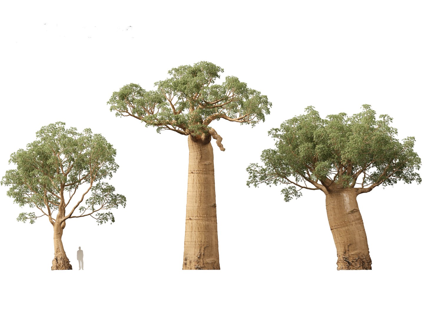 3D Adansonia digitata - Baobab 01-04 model https://p.turbosquid.com/ts-thumb/DA/itrwTy/OG/adansoniadigitata045/jpg/1699024812/1920x1080/fit_q87/c56425bcfe1dad94975b2f7dc24c107bb1254df6/adansoniadigitata045.jpg