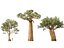 Adansonia digitata - Baobab 01-04