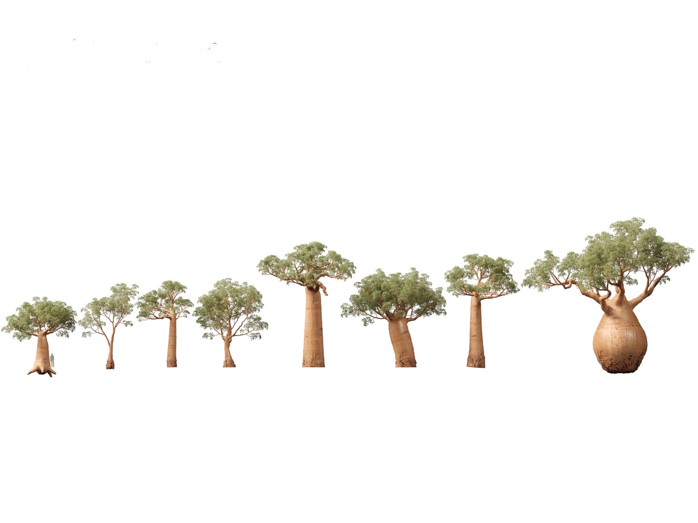3D Adansonia digitata - Baobab 01-04 model https://p.turbosquid.com/ts-thumb/DA/itrwTy/Sx/adansoniadigitata031/jpg/1699024756/1920x1080/fit_q87/3d1aa7bf467edfc5c508052d89536744b2aeeae0/adansoniadigitata031.jpg