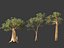 Adansonia digitata - Baobab 01-04