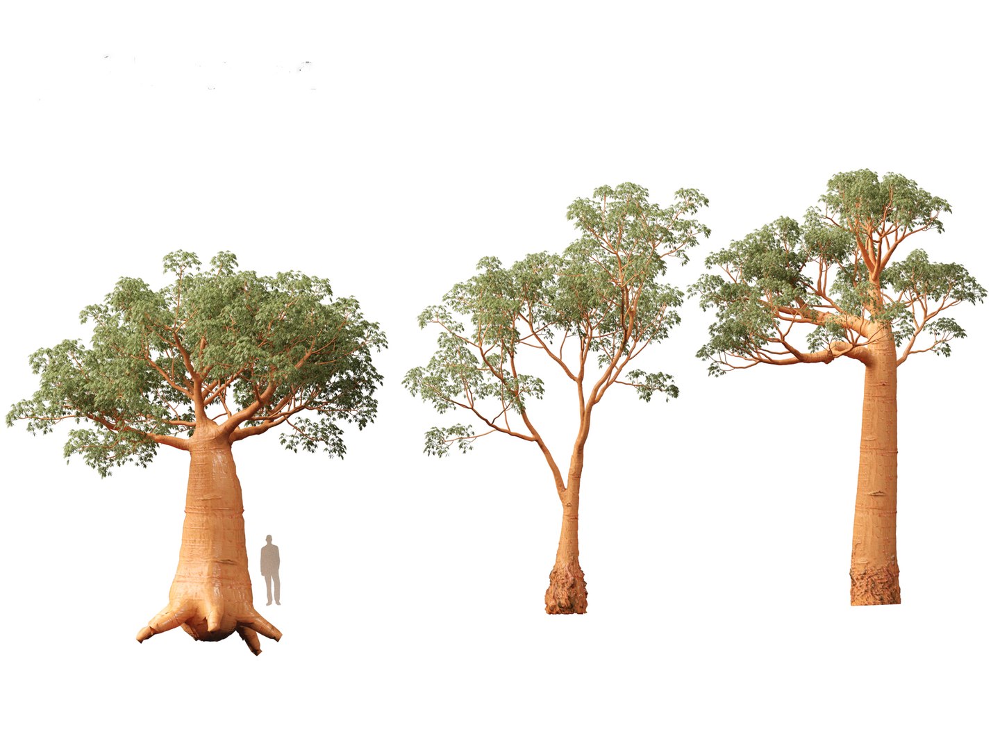 3D Adansonia digitata - Baobab 01-04 model https://p.turbosquid.com/ts-thumb/DA/itrwTy/df/adansoniadigitata023/jpg/1699024713/1920x1080/fit_q87/9c30752c782fa676126528bf4682451db410975e/adansoniadigitata023.jpg