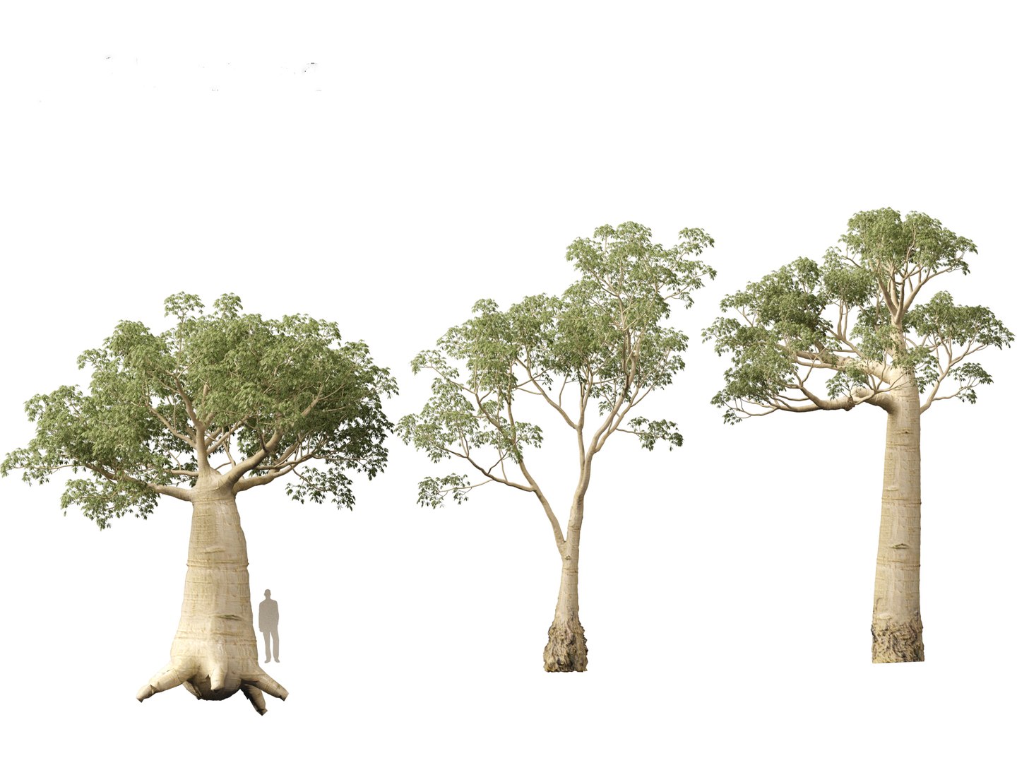 3D Adansonia digitata - Baobab 01-04 model https://p.turbosquid.com/ts-thumb/DA/itrwTy/iL/adansoniadigitata013/jpg/1699024634/1920x1080/fit_q87/5522305b881313f5e025c8940c5f8c353bbddd0d/adansoniadigitata013.jpg