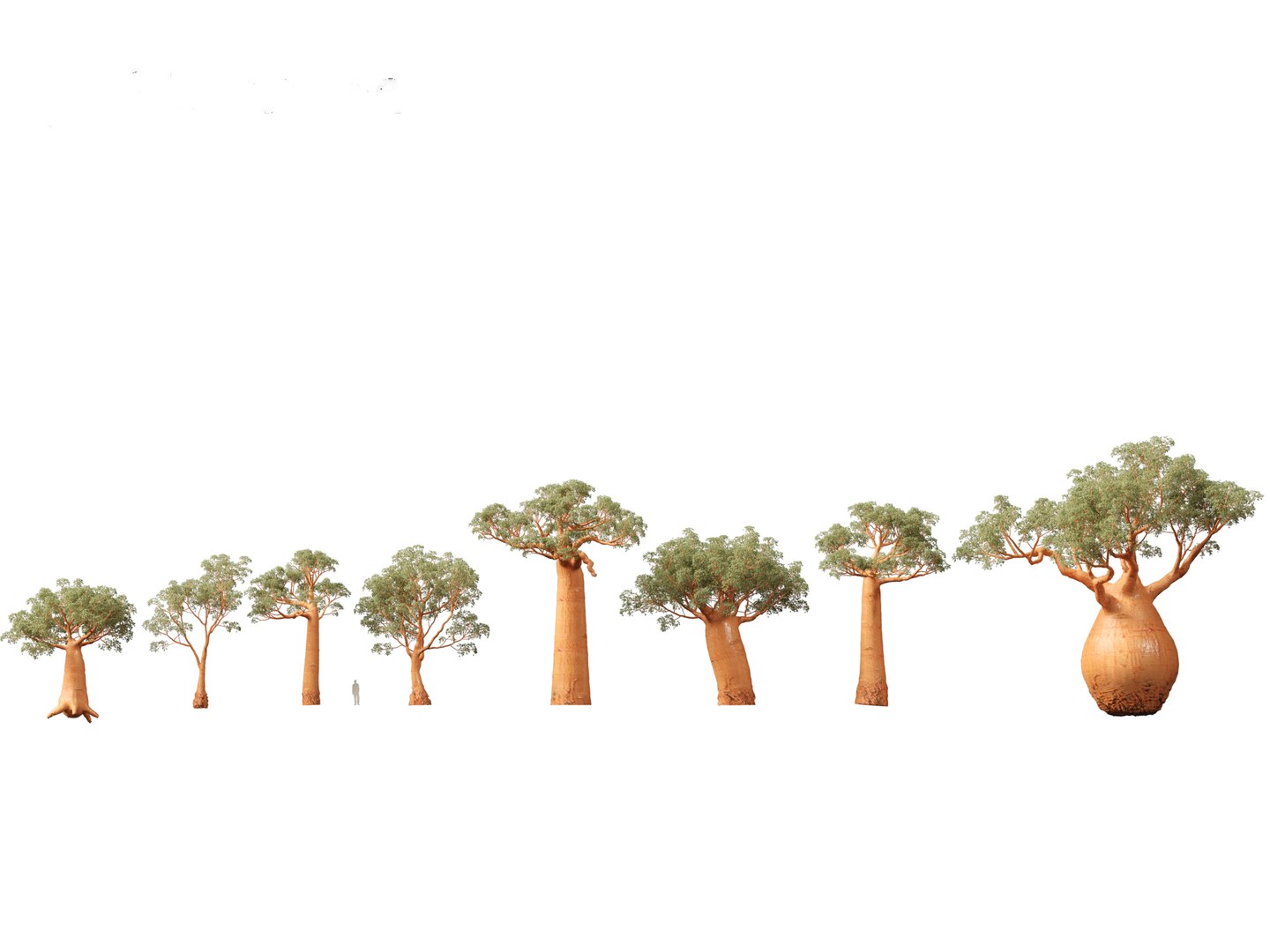 3D Adansonia digitata - Baobab 01-04 model https://p.turbosquid.com/ts-thumb/DA/itrwTy/jR/adansoniadigitata021/jpg/1699024701/1920x1080/fit_q87/6440e0ebe88daf4fe5c4206dd5dd66a1979baaba/adansoniadigitata021.jpg