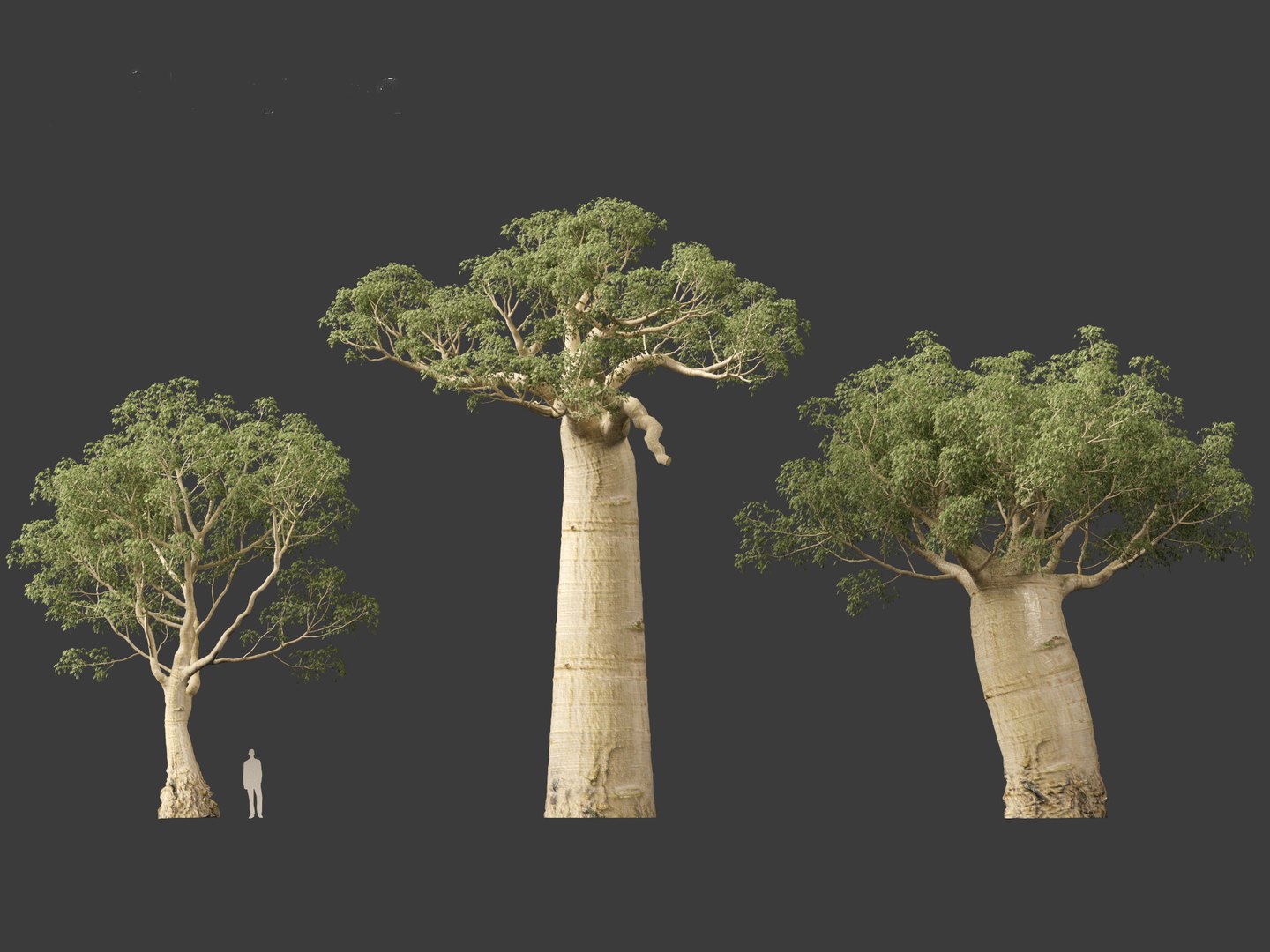 3D Adansonia digitata - Baobab 01-04 model https://p.turbosquid.com/ts-thumb/DA/itrwTy/lU/adansoniadigitata016/jpg/1699024657/1920x1080/fit_q87/9f3087ffcce1575da6b720fe7b7da4f8945e31c5/adansoniadigitata016.jpg