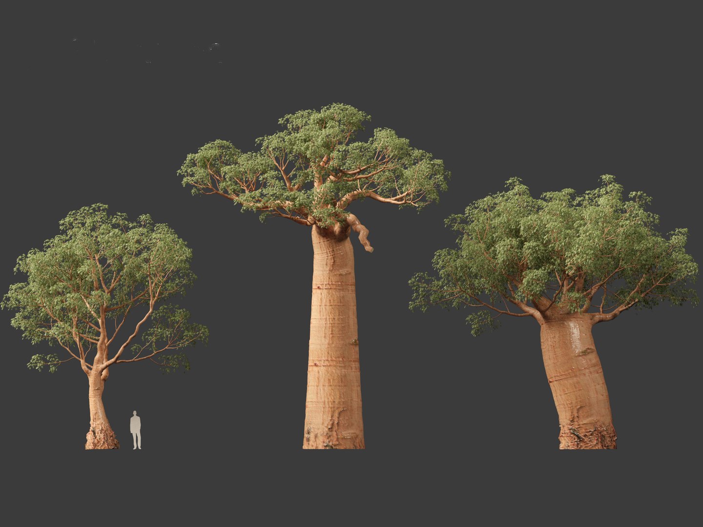 3D Adansonia digitata - Baobab 01-04 model https://p.turbosquid.com/ts-thumb/DA/itrwTy/ph/adansoniadigitata036/jpg/1699024785/1920x1080/fit_q87/4ff565d727418a7b7e02adec86704e7c39d7a61a/adansoniadigitata036.jpg