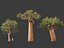 Adansonia digitata - Baobab 01-04