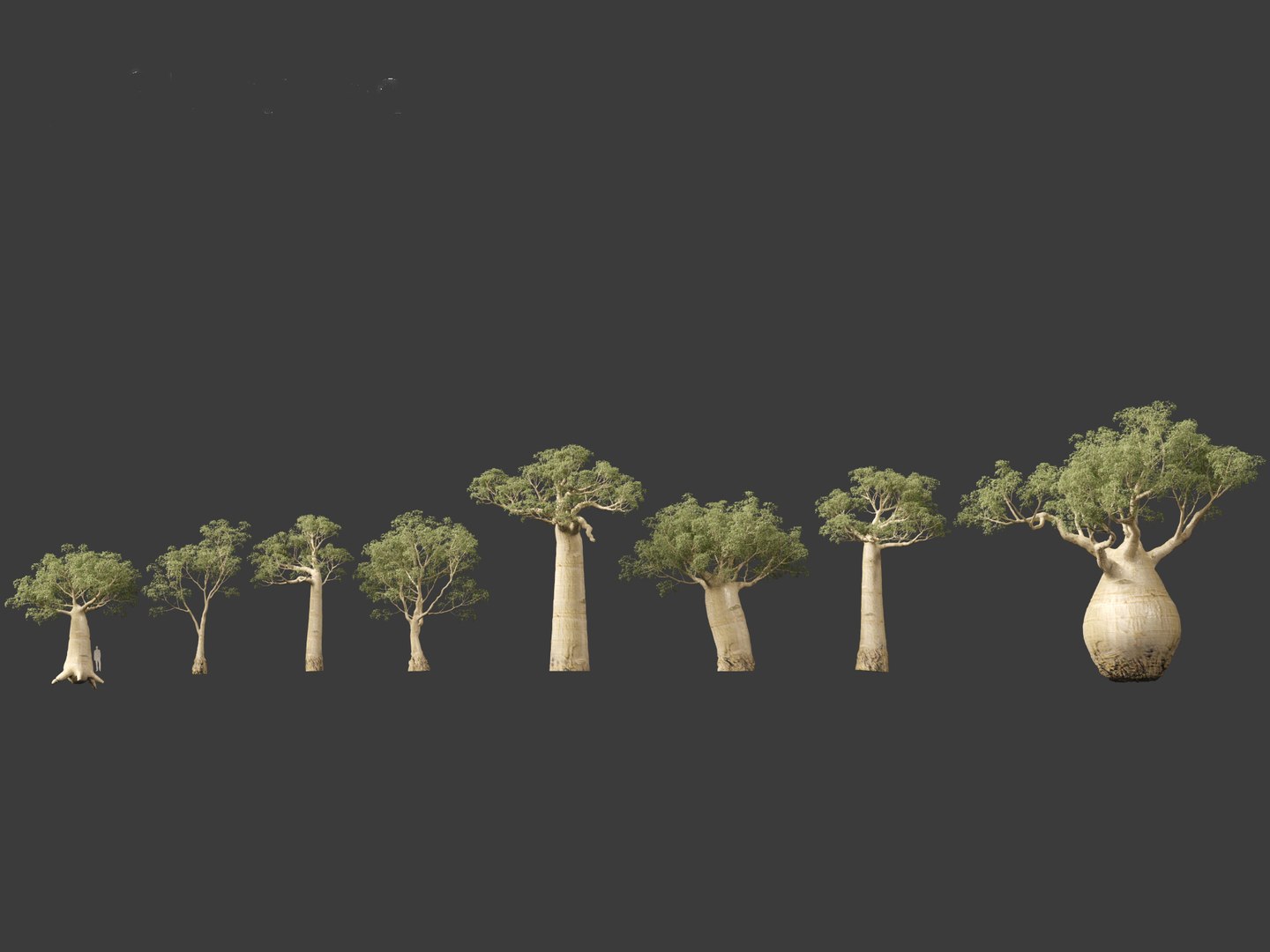 3D Adansonia digitata - Baobab 01-04 model https://p.turbosquid.com/ts-thumb/DA/itrwTy/sM/adansoniadigitata012/jpg/1699024624/1920x1080/fit_q87/860adad7ba03be9e718f059a7952b275bc69c846/adansoniadigitata012.jpg