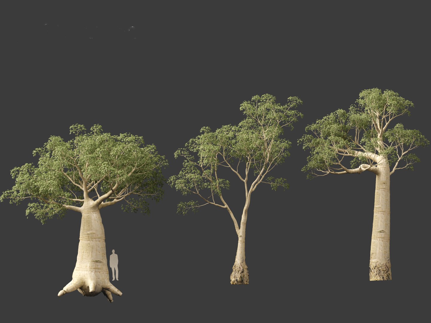 3D Adansonia digitata - Baobab 01-04 model https://p.turbosquid.com/ts-thumb/DA/itrwTy/yv/adansoniadigitata014/jpg/1699024641/1920x1080/fit_q87/fc9340bd51f5066c303e8cf3d992a2337fe13598/adansoniadigitata014.jpg