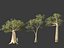Adansonia digitata - Baobab 01-04