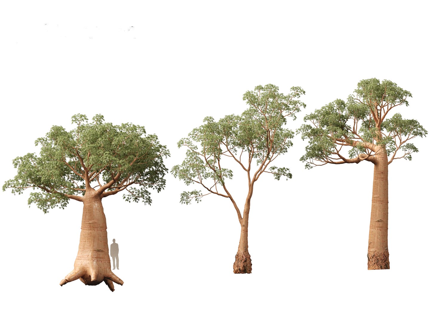 3D Adansonia digitata - Baobab 01-04 model https://p.turbosquid.com/ts-thumb/DA/itrwTy/zK/adansoniadigitata033/jpg/1699024772/1920x1080/fit_q87/d963a38f210c6fd2504a41a57c88afaf0c98d5be/adansoniadigitata033.jpg