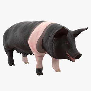 hampshire pig sow rigged 3D model
