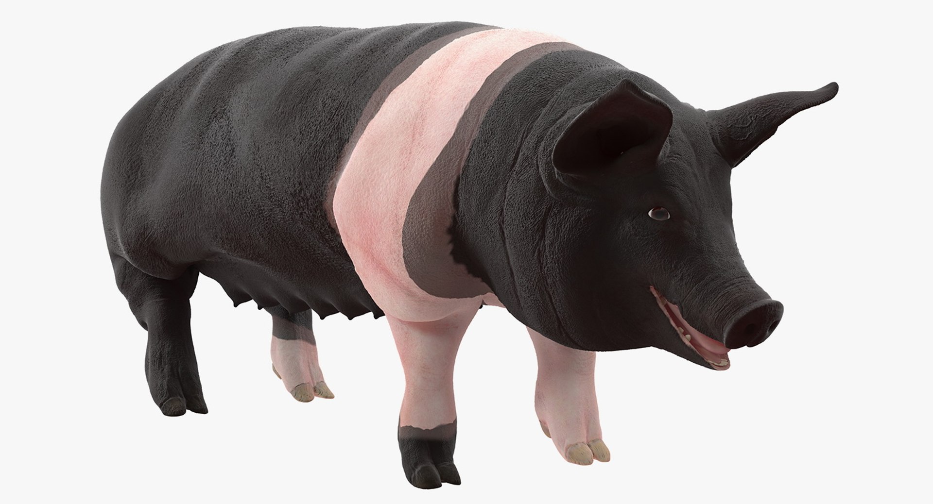 Hampshire Pig Sow Rigged 3D Model 3D model preview