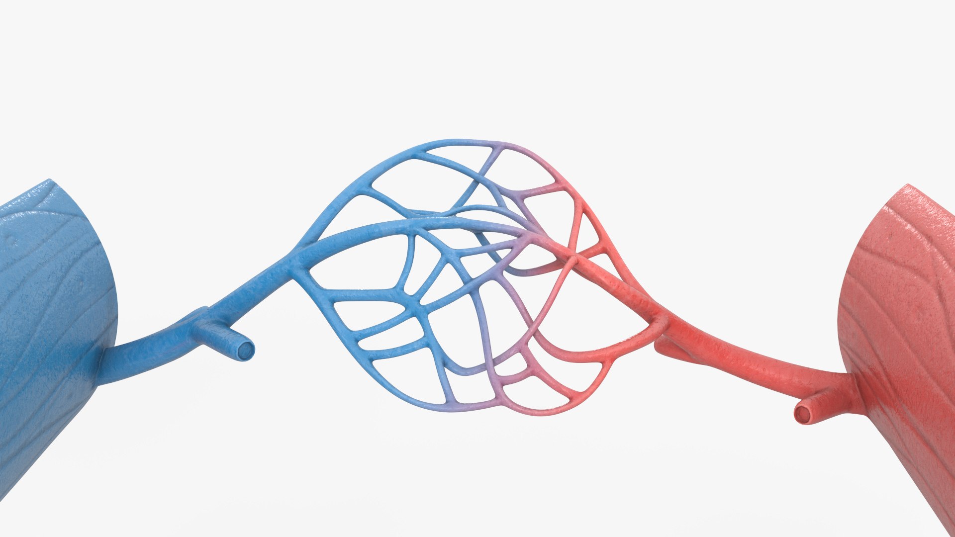 3D model Medical Model Blood Vessels in Cross Section on Shaft https://p.turbosquid.com/ts-thumb/DA/wfg89k/N7/medical_model_blood_vessels_in_cross_section_on_shaft_009/jpg/1744299806/1920x1080/fit_q87/7f6df8d4cd1d775d3592325646107a2add04d695/medical_model_blood_vessels_in_cross_section_on_shaft_009.jpg