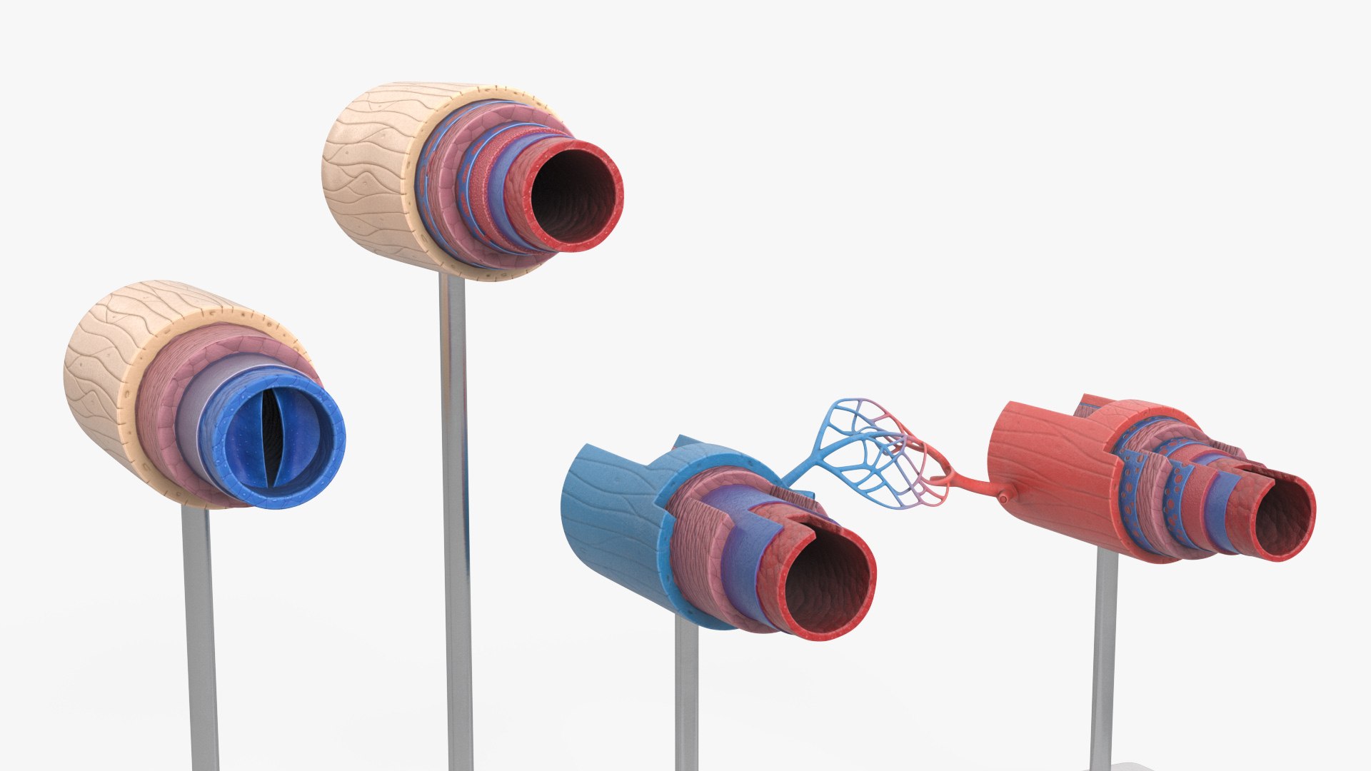 3D model Medical Model Blood Vessels in Cross Section on Shaft https://p.turbosquid.com/ts-thumb/DA/wfg89k/NB/medical_model_blood_vessels_in_cross_section_on_shaft_005/jpg/1744299790/1920x1080/fit_q87/487b0919f02a20b58ad17e3d049e67721c286308/medical_model_blood_vessels_in_cross_section_on_shaft_005.jpg