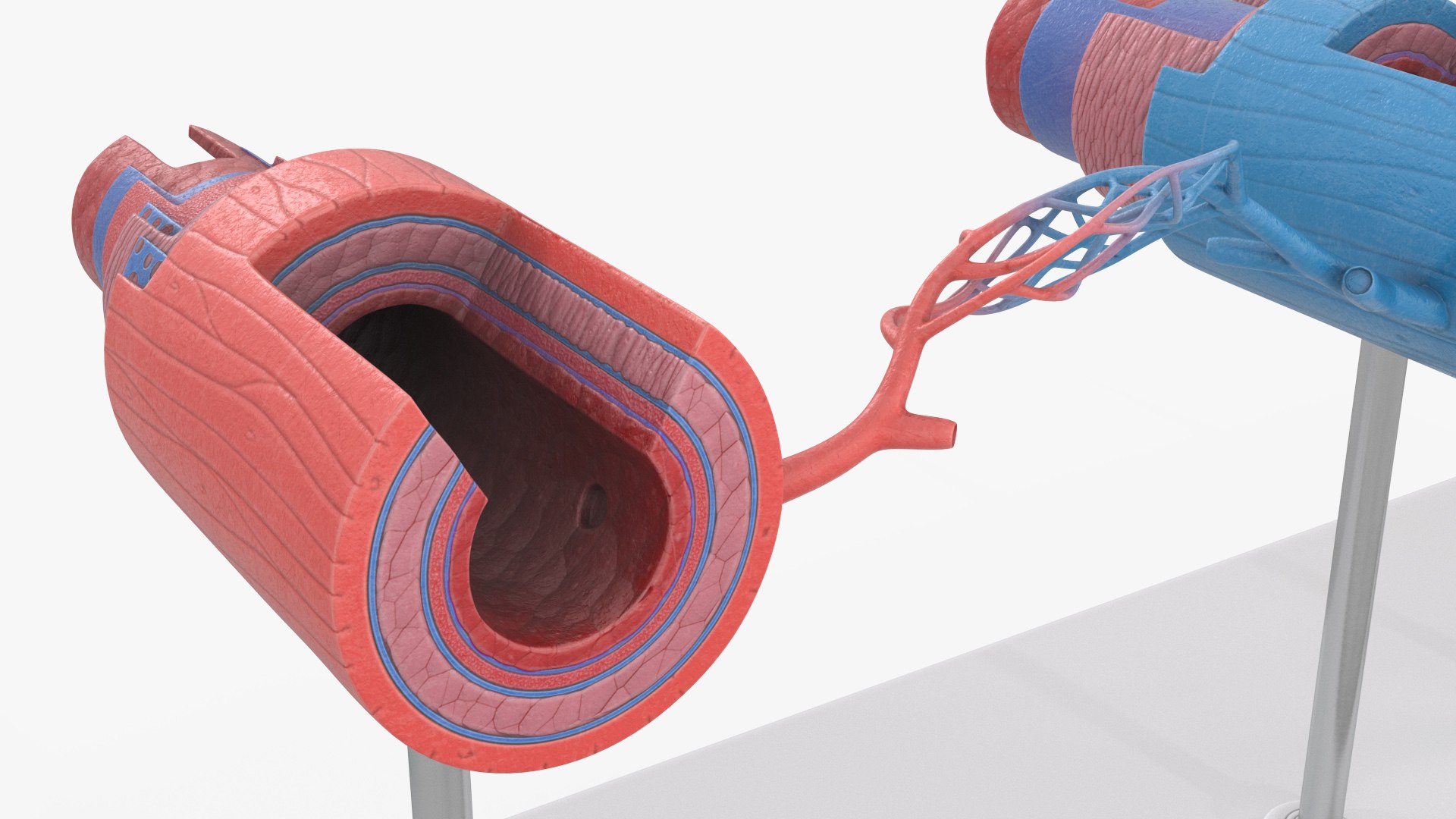 3D model Medical Model Blood Vessels in Cross Section on Shaft https://p.turbosquid.com/ts-thumb/DA/wfg89k/UP/medical_model_blood_vessels_in_cross_section_on_shaft_008/jpg/1744299802/1920x1080/fit_q87/c94ab5db228cd06eb97cfef7decefafde534055a/medical_model_blood_vessels_in_cross_section_on_shaft_008.jpg