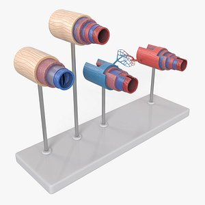 3D model Medical Model Blood Vessels in Cross Section on Shaft