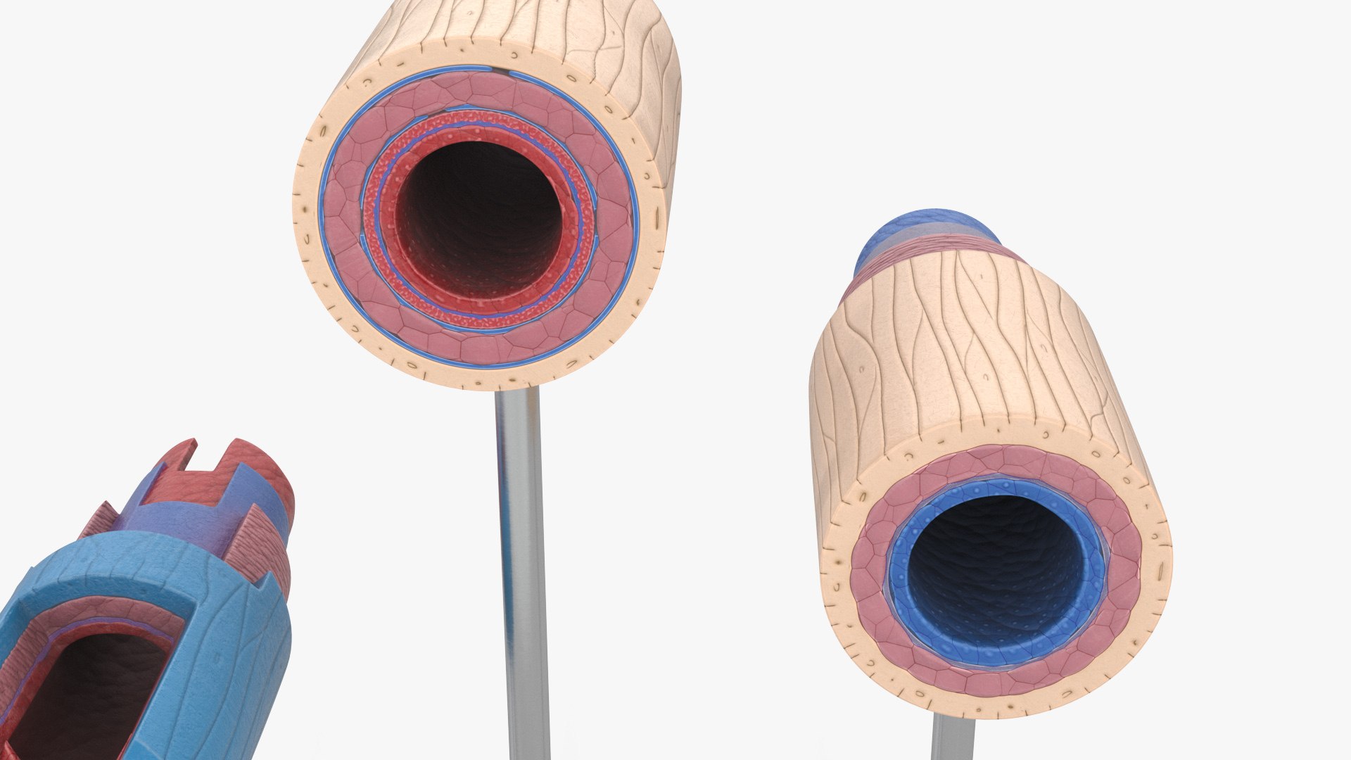 3D model Medical Model Blood Vessels in Cross Section on Shaft https://p.turbosquid.com/ts-thumb/DA/wfg89k/eK/medical_model_blood_vessels_in_cross_section_on_shaft_006/jpg/1744299795/1920x1080/fit_q87/5164d2867f97ed0c947929643e59f17ae0c3ba18/medical_model_blood_vessels_in_cross_section_on_shaft_006.jpg