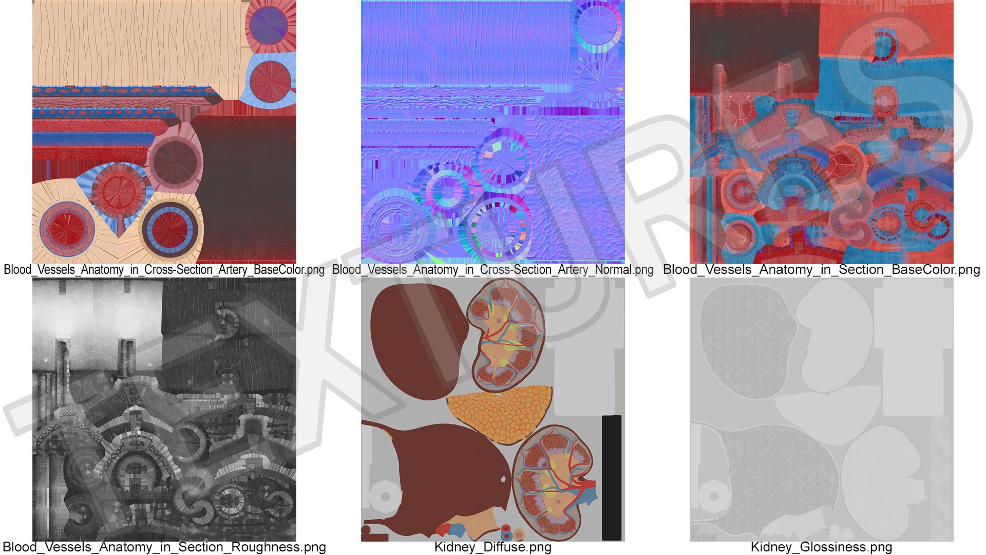 3D model Medical Model Blood Vessels in Cross Section on Shaft https://p.turbosquid.com/ts-thumb/DA/wfg89k/f4/medical_model_blood_vessels_in_cross_section_on_shaft_015/jpg/1744299830/1920x1080/fit_q87/65ffc6a8ce078638c019fbfcff8dce76efe6c67c/medical_model_blood_vessels_in_cross_section_on_shaft_015.jpg