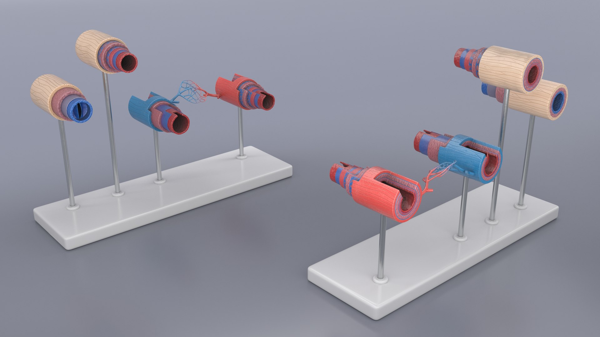 3D model Medical Model Blood Vessels in Cross Section on Shaft https://p.turbosquid.com/ts-thumb/DA/wfg89k/gD/medical_model_blood_vessels_in_cross_section_on_shaft_004/jpg/1744299787/1920x1080/fit_q87/59d0e4780a11d08e7b50f1422197997e95c88181/medical_model_blood_vessels_in_cross_section_on_shaft_004.jpg