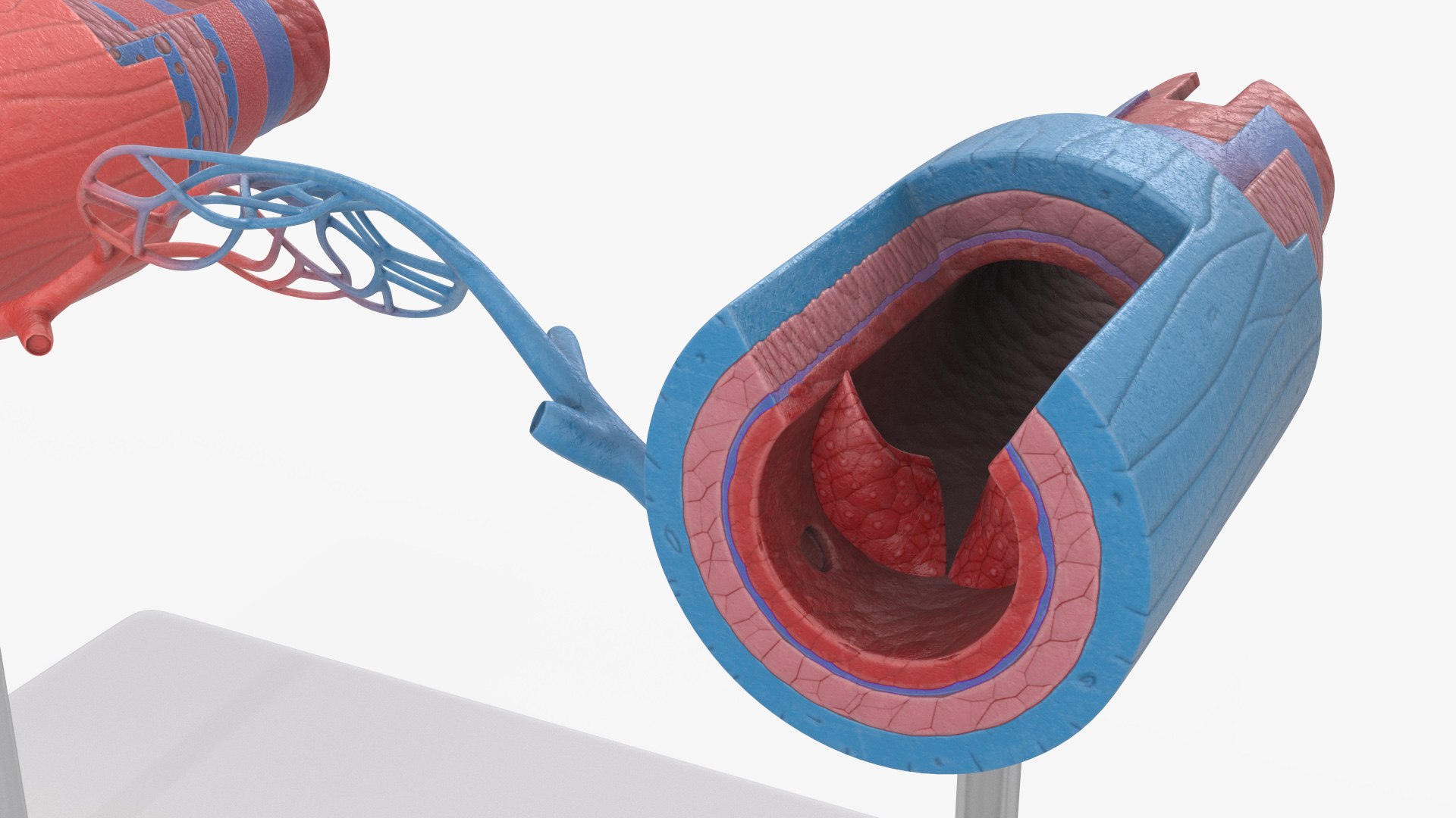 3D model Medical Model Blood Vessels in Cross Section on Shaft https://p.turbosquid.com/ts-thumb/DA/wfg89k/io/medical_model_blood_vessels_in_cross_section_on_shaft_007/jpg/1744299798/1920x1080/fit_q87/b9dd2fe03f0bdf642955ade6dcfd71e0d0093bb9/medical_model_blood_vessels_in_cross_section_on_shaft_007.jpg