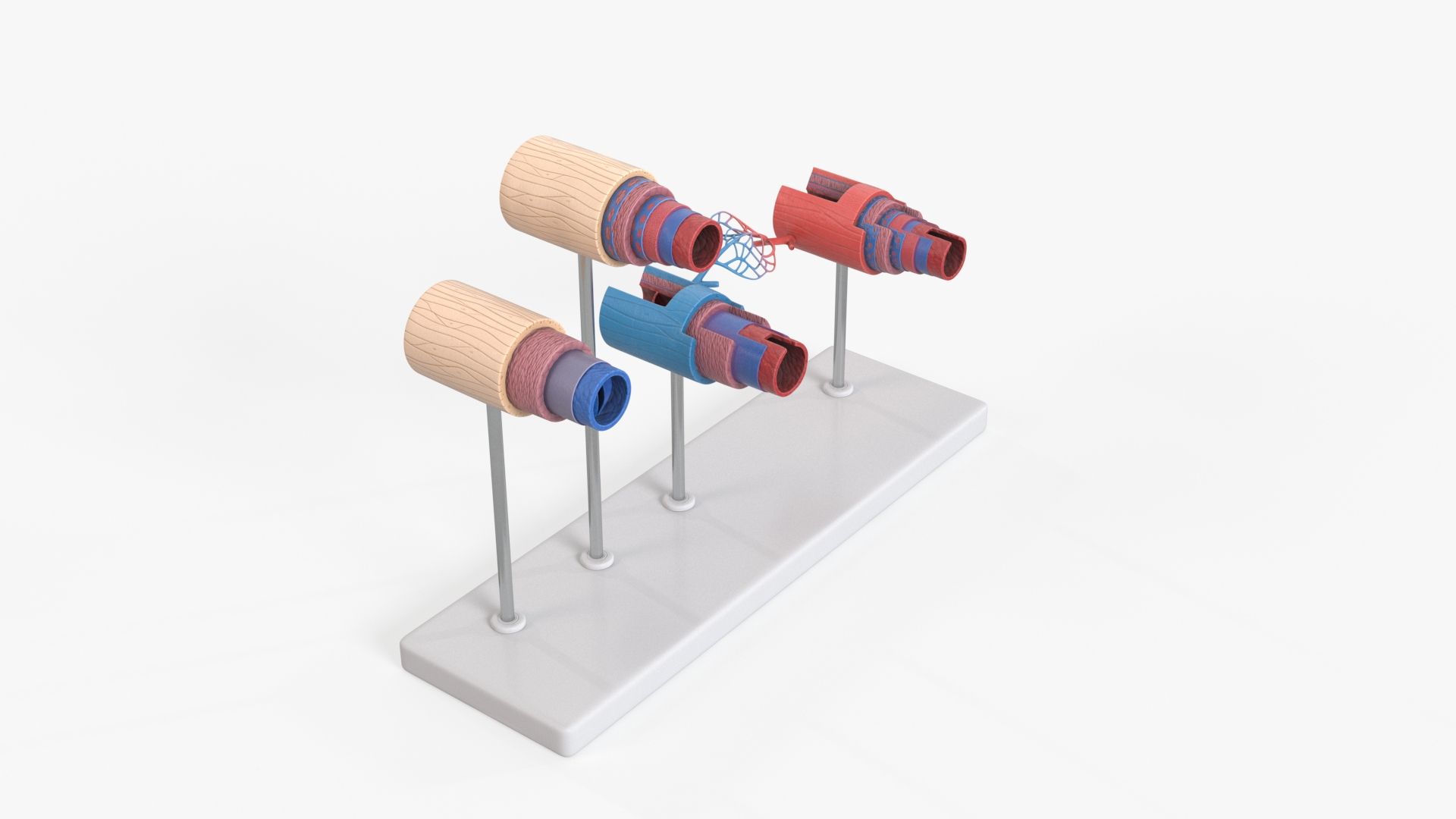 3D model Medical Model Blood Vessels in Cross Section on Shaft https://p.turbosquid.com/ts-thumb/DA/wfg89k/lD/medical_model_blood_vessels_in_cross_section_on_shaft_360/jpg/1744299529/1920x1080/turn_fit_q99/17285c462abab930bf7a3f8e4f9e7e622d356674/medical_model_blood_vessels_in_cross_section_on_shaft_360-1.jpg
