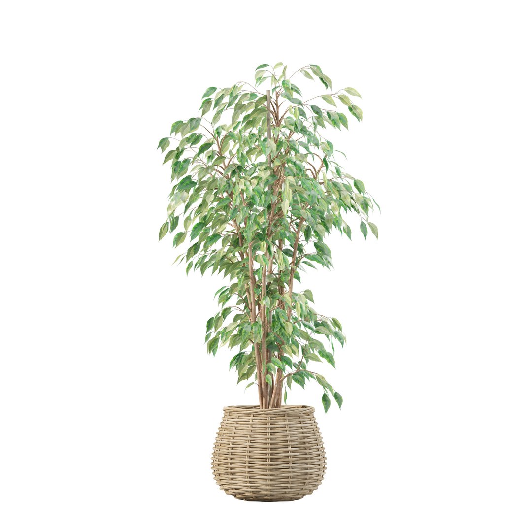 20 Photorealistic Flowers for Interiors - set 202 206 210 213 3D model https://p.turbosquid.com/ts-thumb/DA/xgO5SQ/dW/1/jpg/1718621850/1920x1080/fit_q87/22646d7211dccdb2f2ae80824685cfb4bdf408da/1.jpg