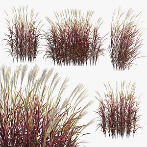 Miscanthus sinesis purpurascens - Chinese grass 3D