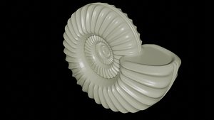 3D Sub evolute Ammonoid shell With Ventral Furrow