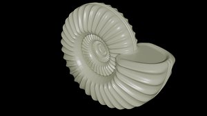 Subevolute Ammonoid shell With Ventral Furrow