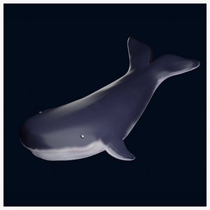 Whale 3D Model 3D model