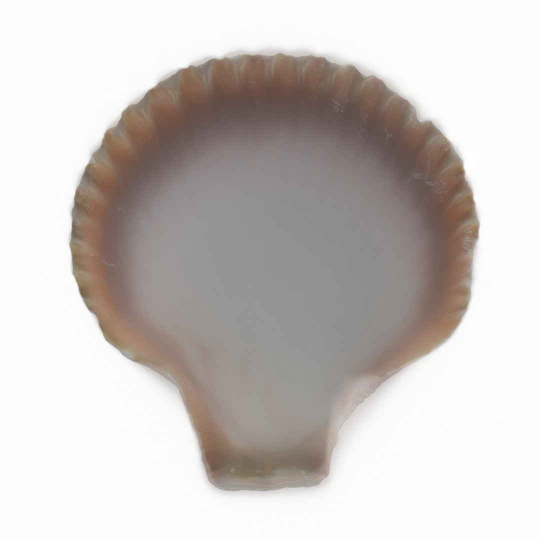 3D seashell sea shell https://p.turbosquid.com/ts-thumb/DB/B5I25Z/1CwKYlQ2/scallop_r6/jpg/1499896665/1920x1080/fit_q87/7864670a20e173b257e5e63e8e067b3875b8d3ce/scallop_r6.jpg