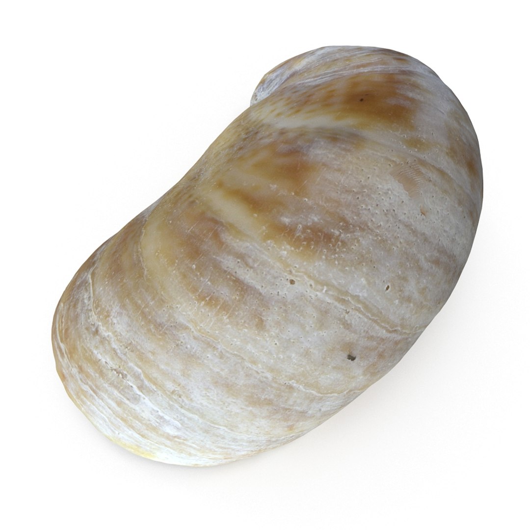 3D seashell sea shell https://p.turbosquid.com/ts-thumb/DB/B5I25Z/2xXpSpBB/limpetshell01_r4/jpg/1499896664/1920x1080/fit_q87/fb3dfb4ff3e95575fa0a5fcc86d7709a853f80ae/limpetshell01_r4.jpg