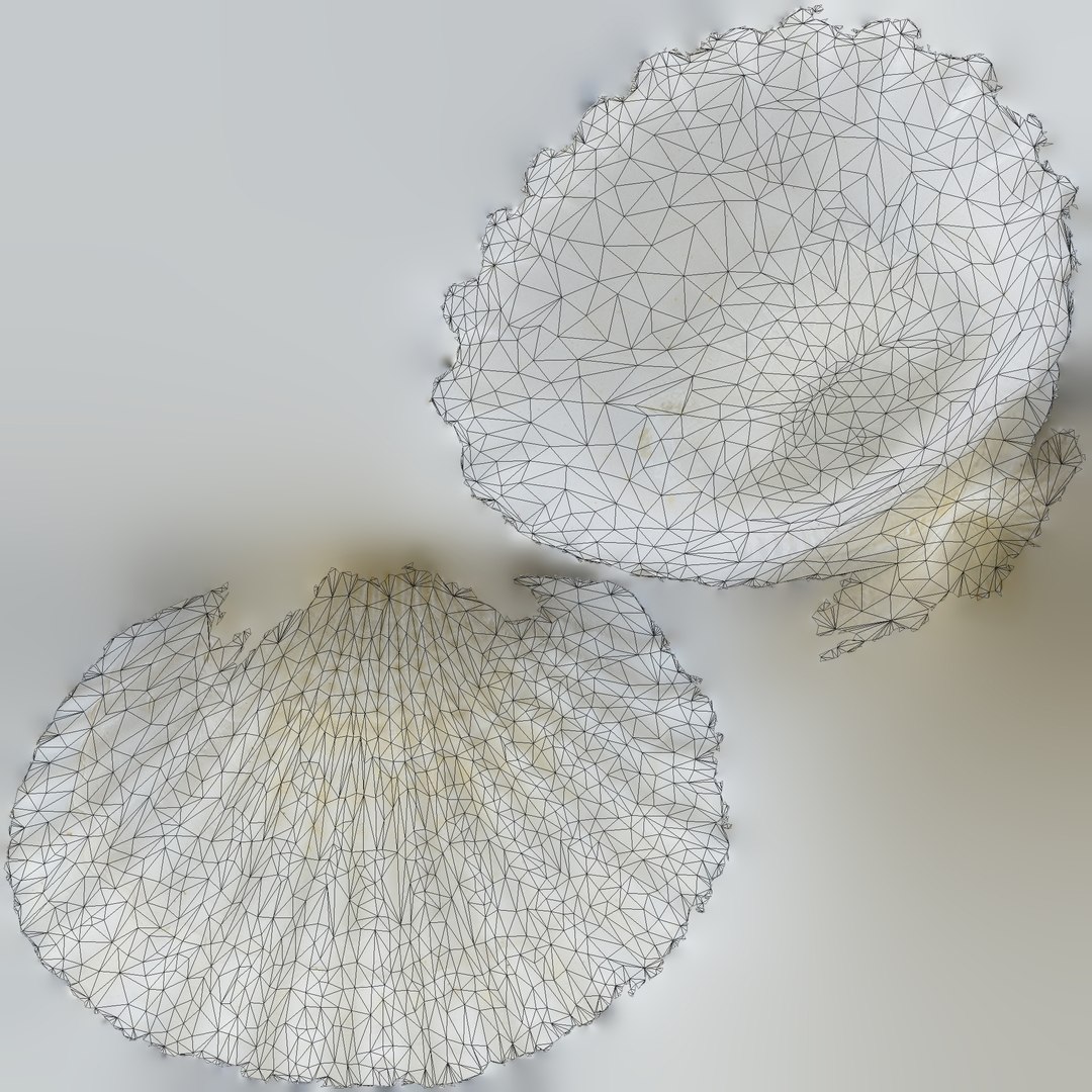3D seashell sea shell https://p.turbosquid.com/ts-thumb/DB/B5I25Z/4quZpElK/cockleuv/jpg/1499899918/1920x1080/fit_q87/b701513840b37f4f735132d40629f356349e6245/cockleuv.jpg