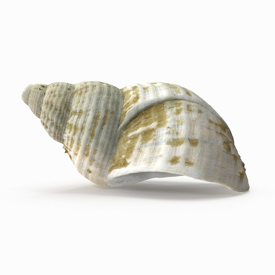 3D seashell sea shell https://p.turbosquid.com/ts-thumb/DB/B5I25Z/5K7RrWMW/whelkshell04_r2/jpg/1499896665/1920x1080/fit_q87/b6d9883fb8f884154dfc23e4e587bbe6a3e16558/whelkshell04_r2.jpg