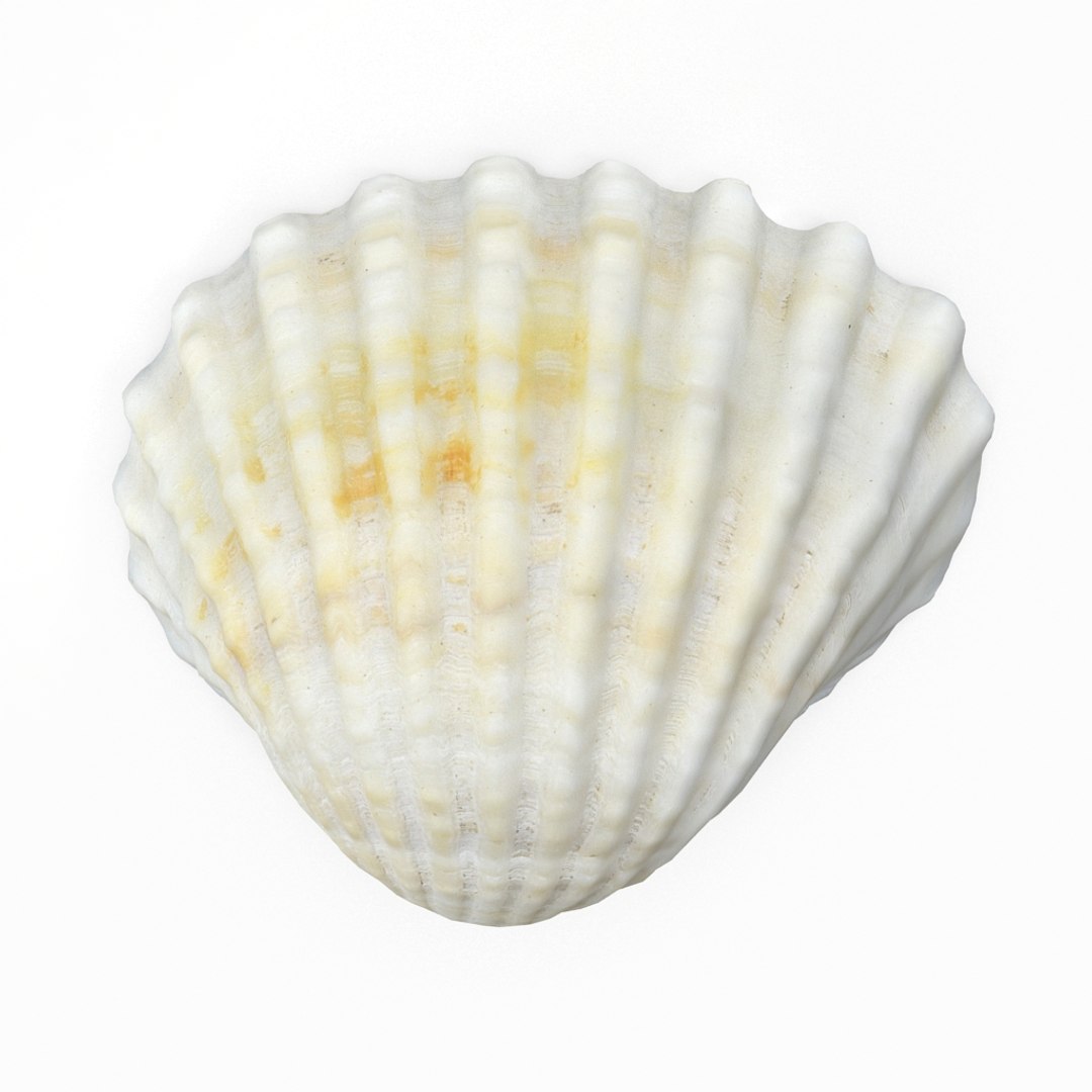 3D seashell sea shell https://p.turbosquid.com/ts-thumb/DB/B5I25Z/6jibTaBl/cockle2_r1/jpg/1499896663/1920x1080/fit_q87/f5a392ef1ac449b5f0eccf740397ee383bd4a006/cockle2_r1.jpg