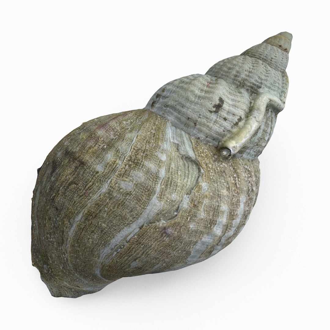 3D seashell sea shell https://p.turbosquid.com/ts-thumb/DB/B5I25Z/8KmCctEX/whelkshell03_r6/jpg/1499896665/1920x1080/fit_q87/2226527587b0a90d45585ad6fef38af5a44ac929/whelkshell03_r6.jpg
