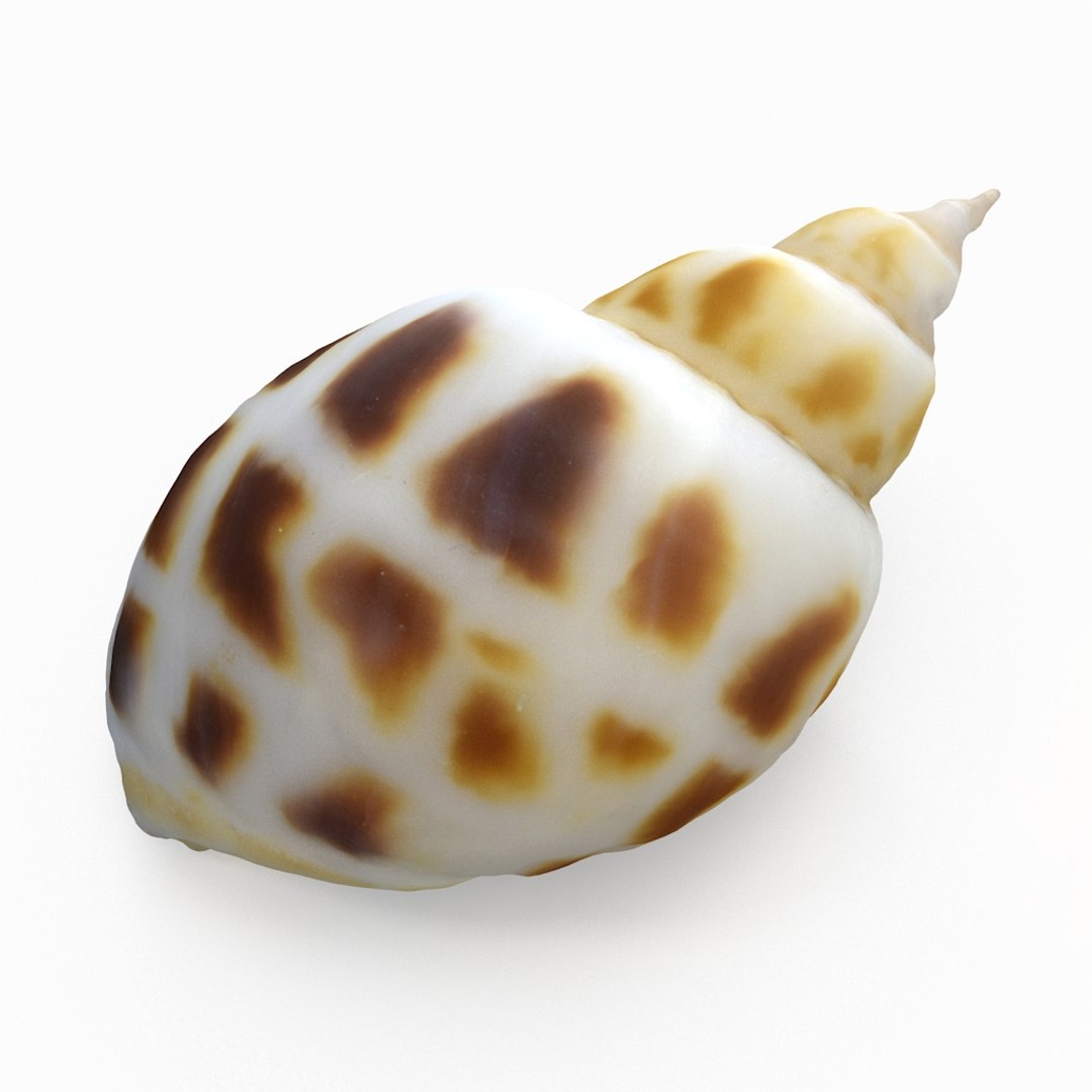 3D seashell sea shell https://p.turbosquid.com/ts-thumb/DB/B5I25Z/9uai2reQ/snailshell_r5/jpg/1499896665/1920x1080/fit_q87/853b9ce6abc27f837ecb07ff1e2254711b72dc55/snailshell_r5.jpg