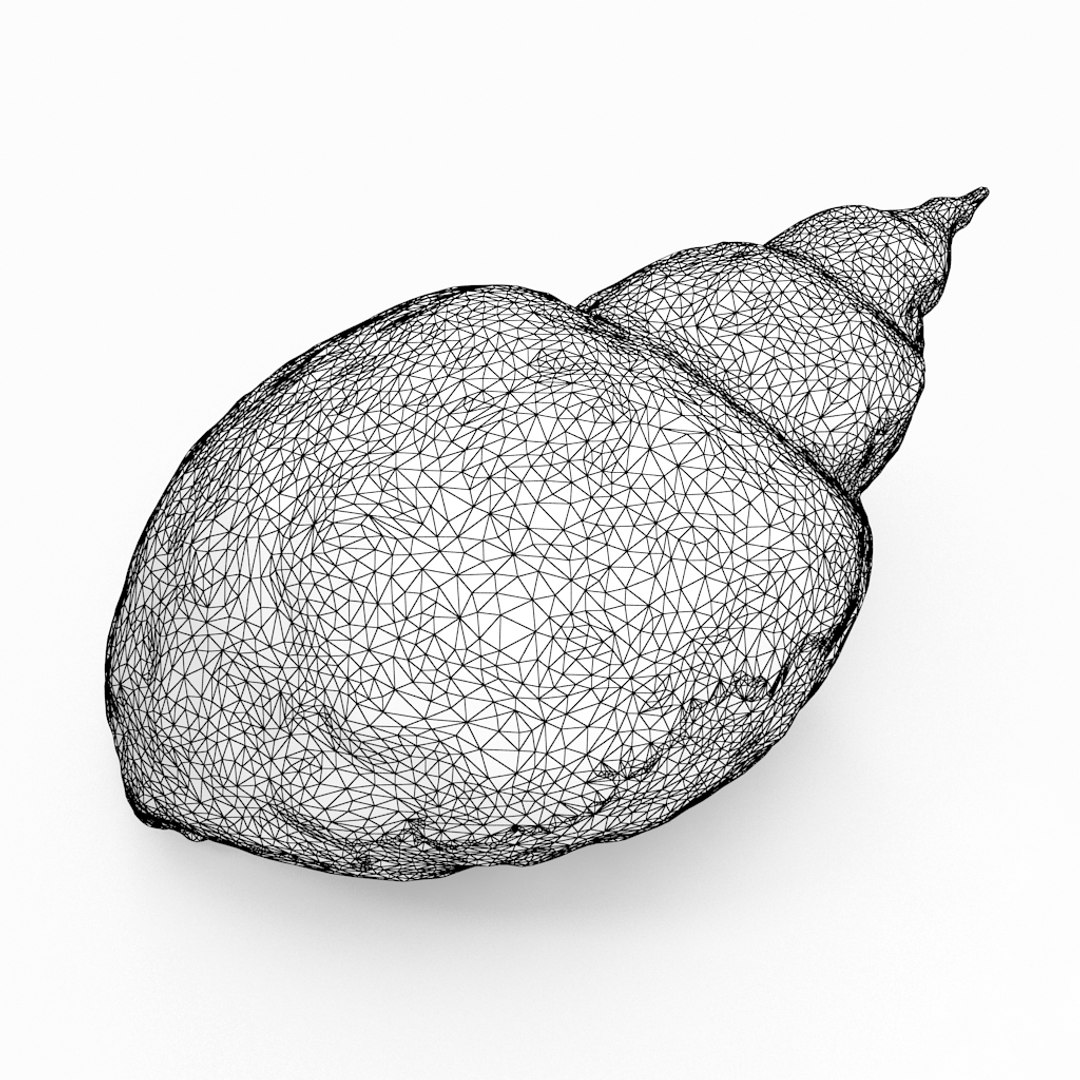3D seashell sea shell https://p.turbosquid.com/ts-thumb/DB/B5I25Z/B9MrTsxU/snailshell_r1w/jpg/1499896665/1920x1080/fit_q87/93d3359f75678c88ff4f0292eda9dbe3552a7784/snailshell_r1w.jpg