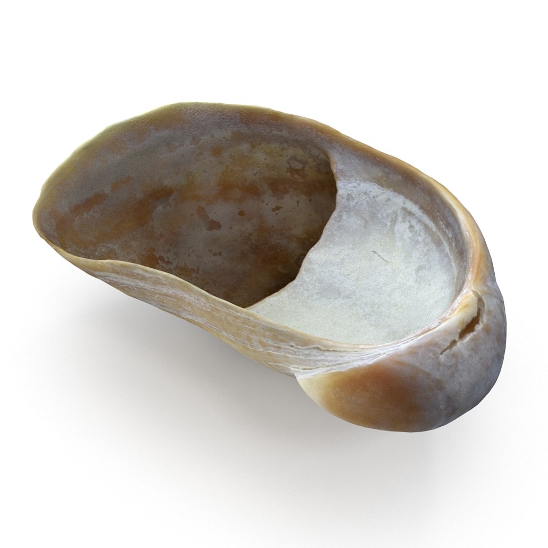 3D seashell sea shell https://p.turbosquid.com/ts-thumb/DB/B5I25Z/Bqq5UVRq/limpetshell01_r6/jpg/1499896664/1920x1080/fit_q87/24db602be1589bd7ac1a0dce1d34a6e5a77fca53/limpetshell01_r6.jpg