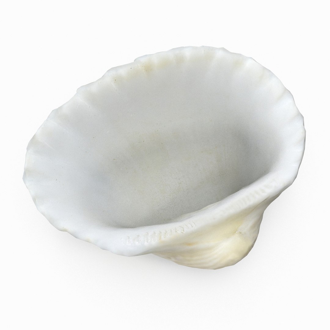 3D seashell sea shell https://p.turbosquid.com/ts-thumb/DB/B5I25Z/C24fNqmo/cockle2_r5/jpg/1499896663/1920x1080/fit_q87/22086cd4eb67be3ea9ed6fa9b96f0e70d9bc6b20/cockle2_r5.jpg