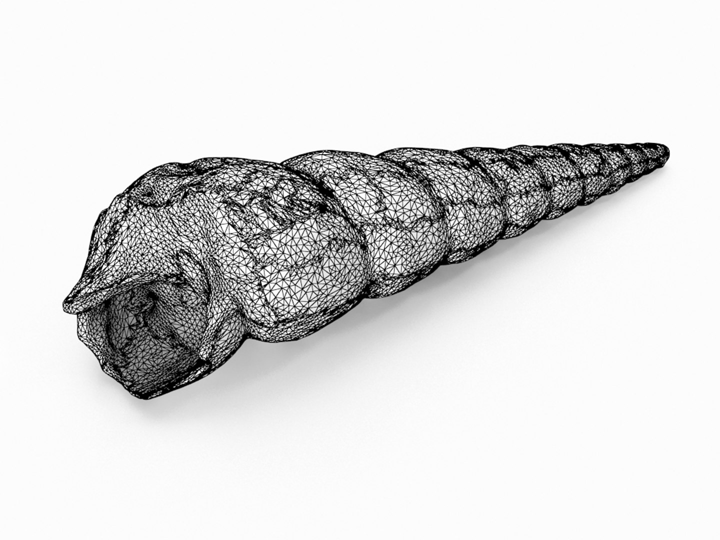 3D seashell sea shell https://p.turbosquid.com/ts-thumb/DB/B5I25Z/CGXxXosj/conical_r1w/jpg/1499896663/1920x1080/fit_q87/175ebc22cd880e687b6db285f9e6b226fa1d8a53/conical_r1w.jpg