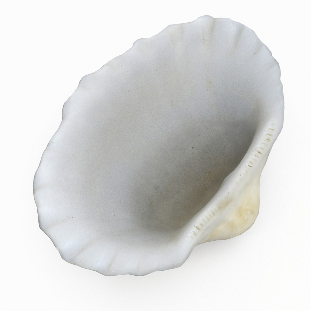 3D seashell sea shell https://p.turbosquid.com/ts-thumb/DB/B5I25Z/DHFLyGFv/cockle4_r7/jpg/1499896663/1920x1080/fit_q87/dc3769203702a2f5f55e21f1341838857f36dca4/cockle4_r7.jpg