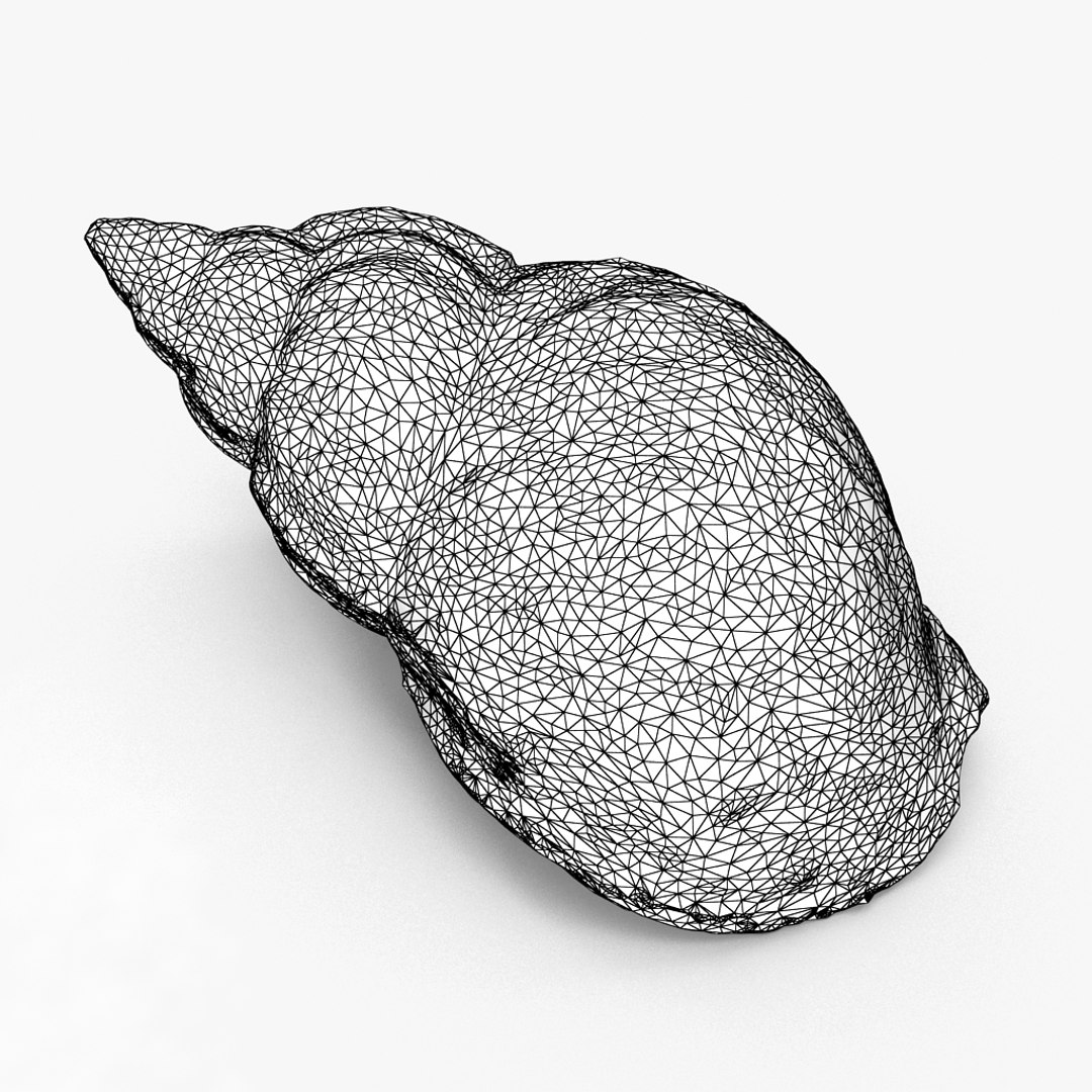 3D seashell sea shell https://p.turbosquid.com/ts-thumb/DB/B5I25Z/FW2IN44T/whelk3_r1w/jpg/1499896665/1920x1080/fit_q87/001c28c11e7ca19d0d14f5e700337c3ce1206784/whelk3_r1w.jpg