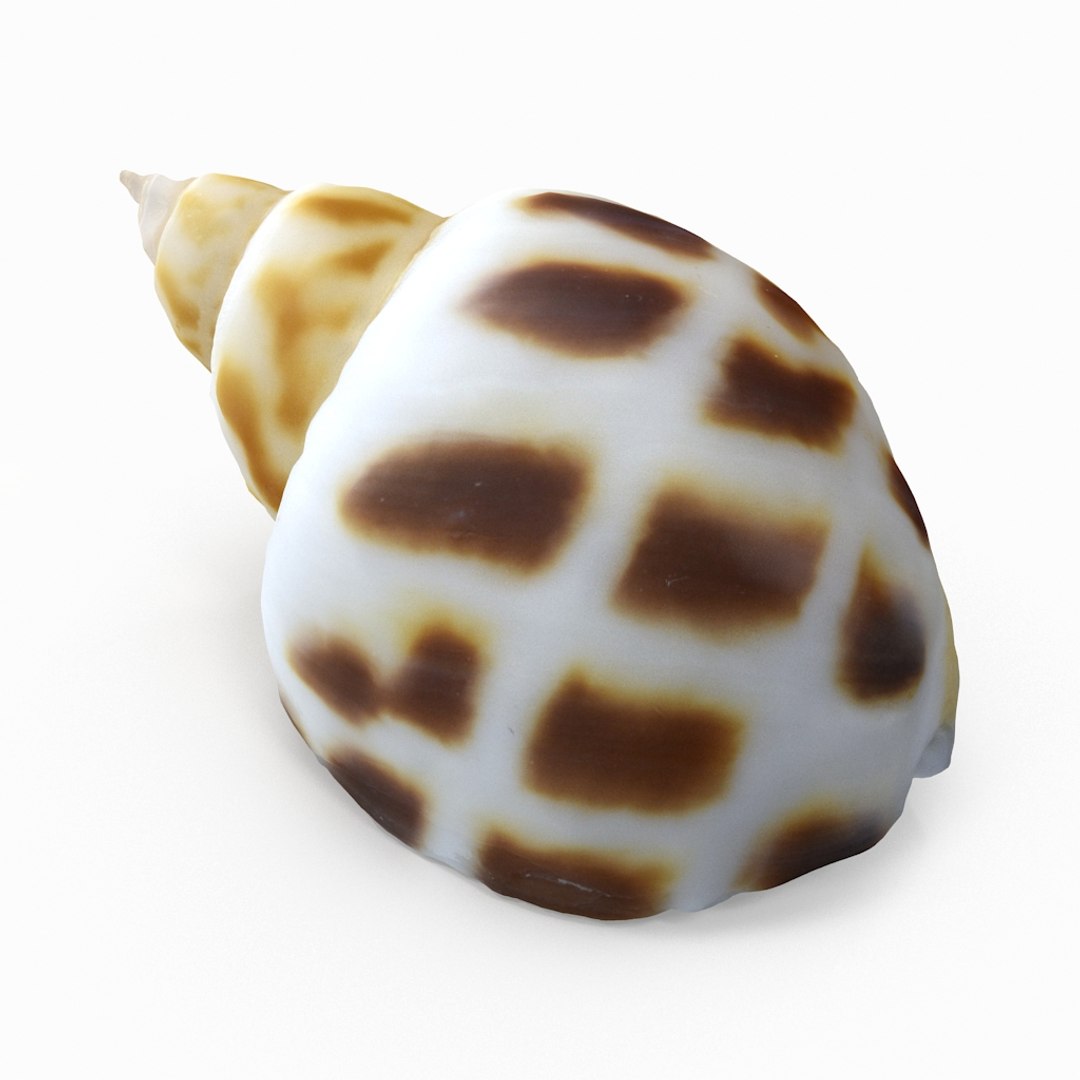 3D seashell sea shell https://p.turbosquid.com/ts-thumb/DB/B5I25Z/Gb7qEnUs/snailshell_r1/jpg/1499896665/1920x1080/fit_q87/e2a969963d47bd09fe5b4e17eb03365624735b52/snailshell_r1.jpg