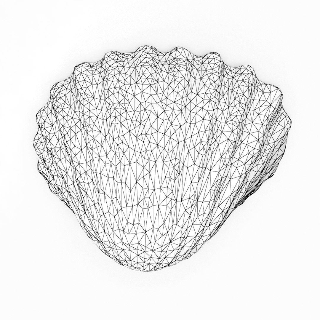 3D seashell sea shell https://p.turbosquid.com/ts-thumb/DB/B5I25Z/GlG3KsN0/cockle2_r1w/jpg/1499896663/1920x1080/fit_q87/9d67161d2cc211f4066926dd9e6171c74a789782/cockle2_r1w.jpg
