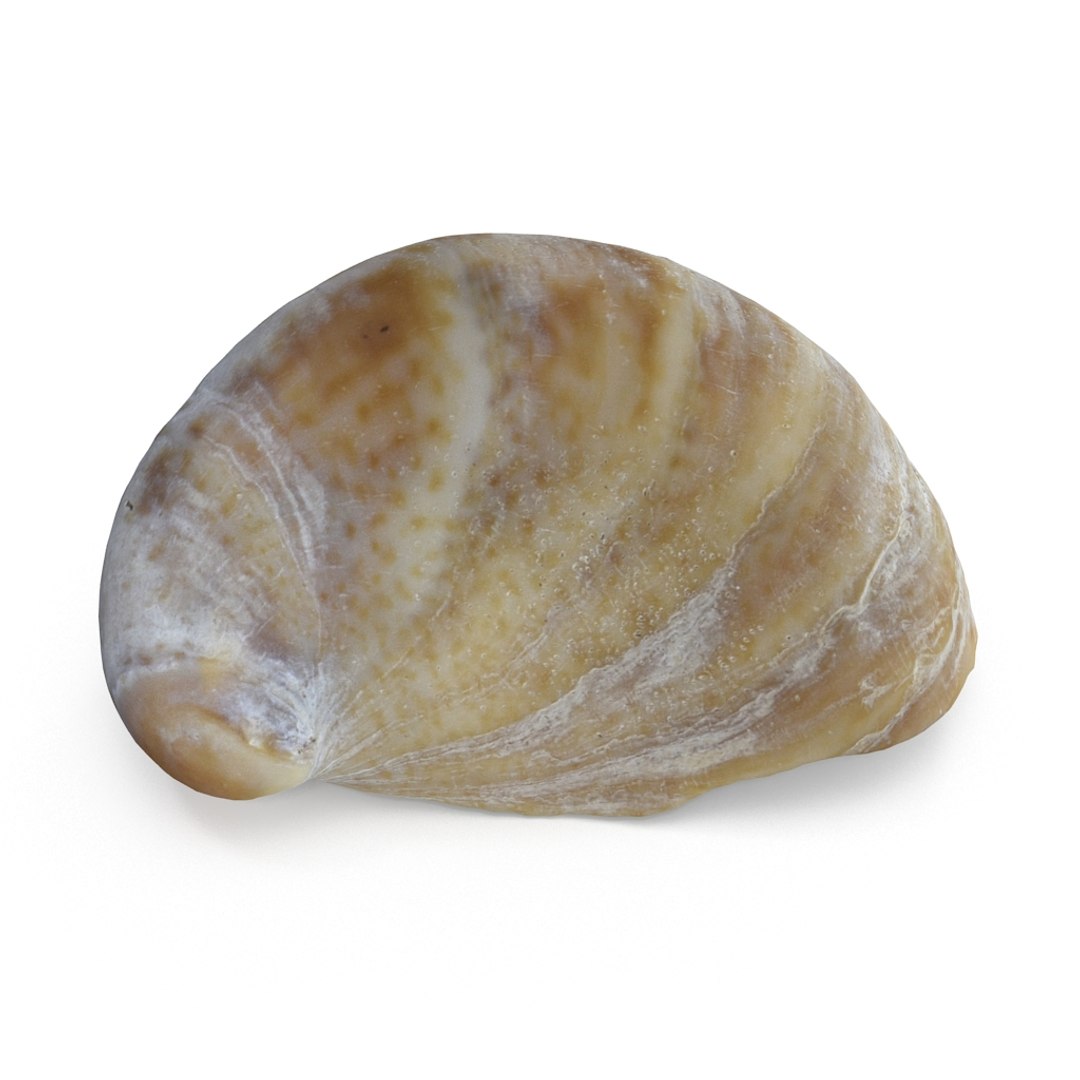 3D seashell sea shell https://p.turbosquid.com/ts-thumb/DB/B5I25Z/HWCNweQO/limpetshell01_r1/jpg/1499896664/1920x1080/fit_q87/d5585c9bc362716f9a0755e3427b09df1e9368d6/limpetshell01_r1.jpg
