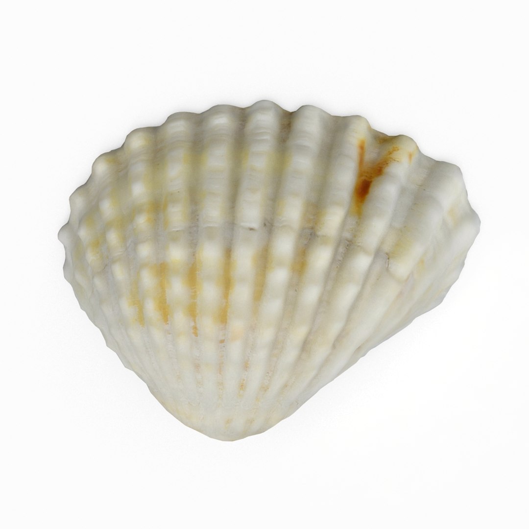3D seashell sea shell https://p.turbosquid.com/ts-thumb/DB/B5I25Z/IjDmkxEP/cockle3_r1/jpg/1499896663/1920x1080/fit_q87/0938993f2f25e5c639babbb0a652a0d5c284c854/cockle3_r1.jpg
