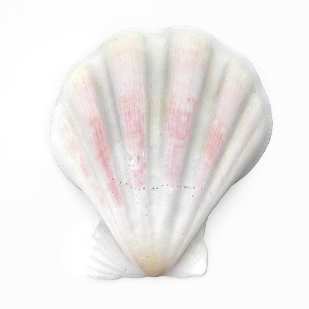 3D seashell sea shell https://p.turbosquid.com/ts-thumb/DB/B5I25Z/M29JGIot/clamshell_r1/jpg/1499896662/1920x1080/fit_q87/3f56d74b143bf69c25d200c443f259ffac13c416/clamshell_r1.jpg